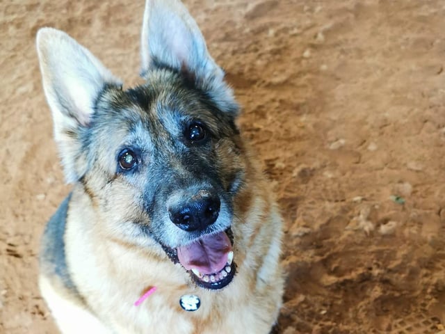 Moo got lots of extra outdoor time with owner Amy Roebuck.