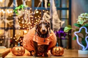 Among the attractions for the lucky dogs who are brought along to enjoy the fun are a Pop + Bark mobile Pupuccino Bar where Pumpkin Spice Pupuccinos will be on offer