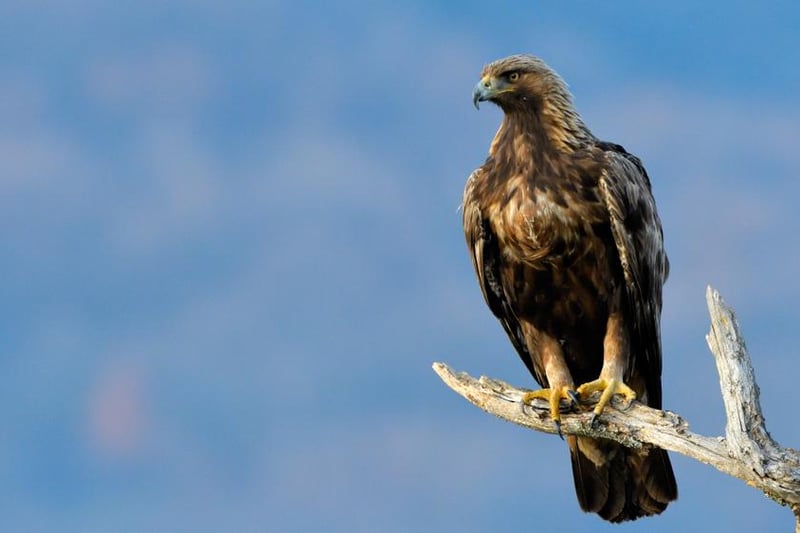 While they were wiped out in the rest of the UK before the dawn of the 20th century, golden eagles have made something of a resurgence in Scotland over the last few decades. This means you’ve got a decent chance of spotting them in Mull (Inner Hebrides), the Wester Ross Coastal trail, the Cairngorms and Findhorn Valley, Harris (Outer Hebrides) and Islay (Inner Hebrides).