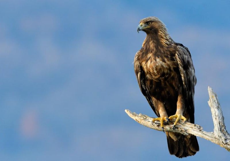 While they were wiped out in the rest of the UK before the dawn of the 20th century, golden eagles have made something of a resurgence in Scotland over the last few decades. This means you’ve got a decent chance of spotting them in Mull (Inner Hebrides), the Wester Ross Coastal trail, the Cairngorms and Findhorn Valley, Harris (Outer Hebrides) and Islay (Inner Hebrides).