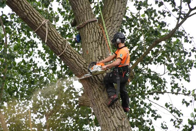 A rare, 33 metre high Black Poplar tree on Beaver Hill Road, Woodhouse has been felled.
