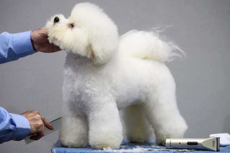 PitPat says that Bichon Frise are a 'friendly, happy, ball of fluff' and that they are perfect for people who have limited space. They are adaptable and easy to train. Picture: Leon Neal/Getty Images)