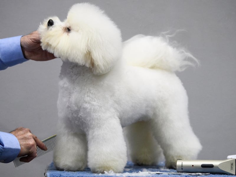 PitPat says that Bichon Frise are a 'friendly, happy, ball of fluff' and that they are perfect for people who have limited space. They are adaptable and easy to train. Picture: Leon Neal/Getty Images)