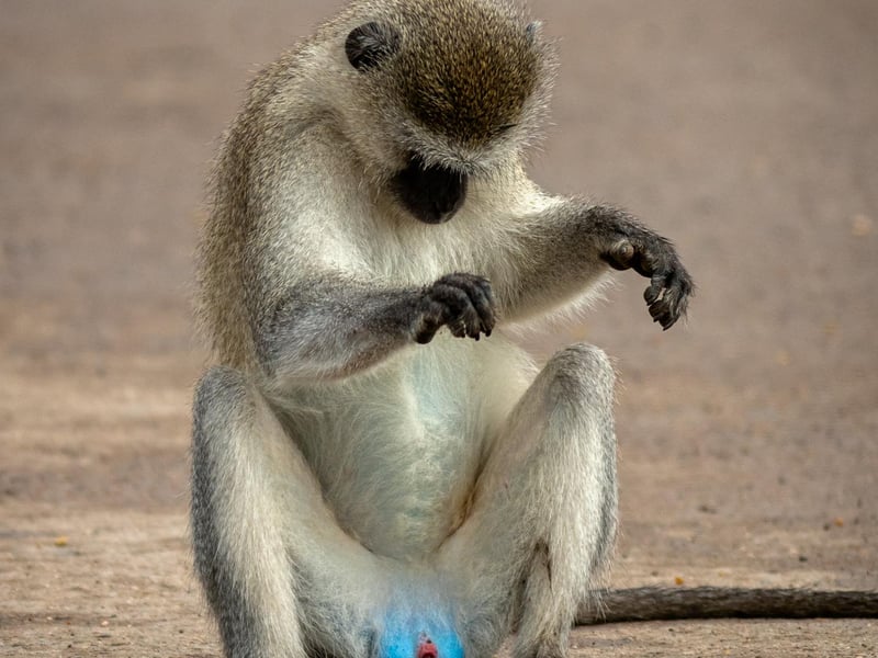 A male Vervet Monkey was hanging around a bridge over the Luangwa River in South Luangwa National Park looking for some action (handouts from passersby).
Animal: Vervet Monkey
Location of shot: South Luangwa national Park, Zambia, Africa.