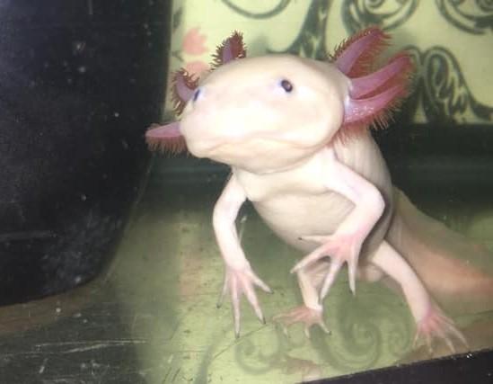 "This is Dolly the axolotl," says Fizzi Heartley.