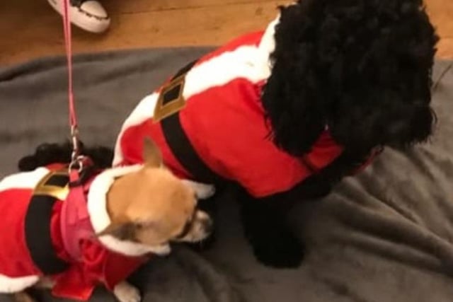 Debbie Mooney Ashby posted this photo of canine chums in their Santa outfits.