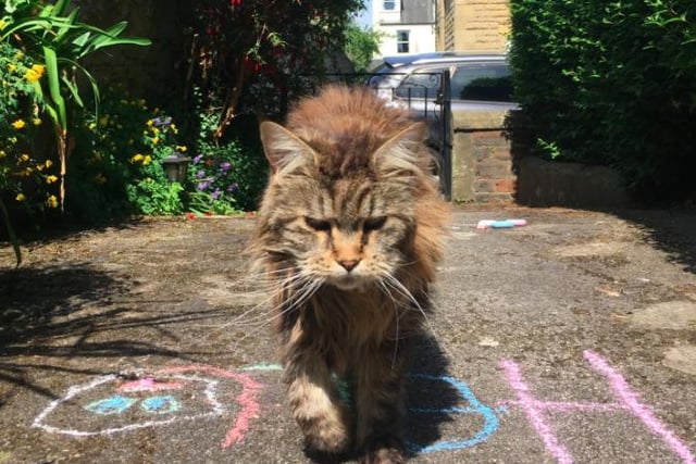 Owner Melissa Scott-Behm says: "Our Maine Coon relaxing on a hot day. Took a while for her to adapt to us all being home but it’s been lovely seeing what she gets up to when we are usually all at school and work"