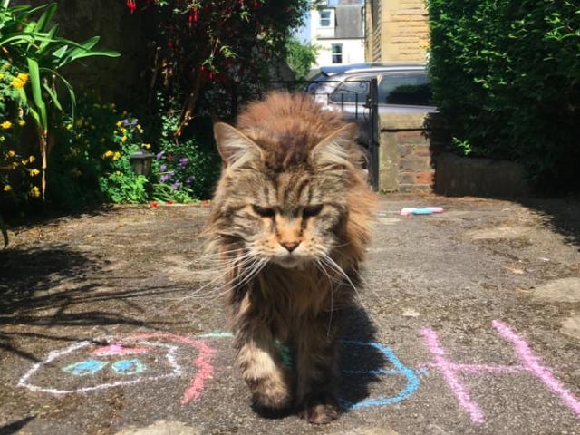 Owner Melissa Scott-Behm says: "Our Maine Coon relaxing on a hot day. Took a while for her to adapt to us all being home but it’s been lovely seeing what she gets up to when we are usually all at school and work"