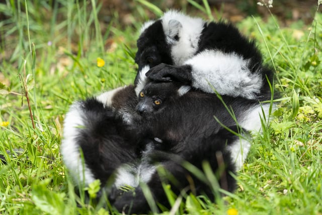 Black and white ruffed lemur