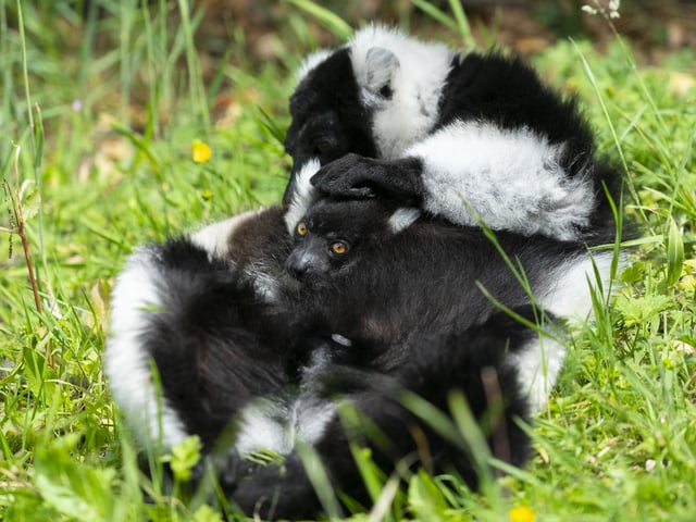 Black and white ruffed lemur