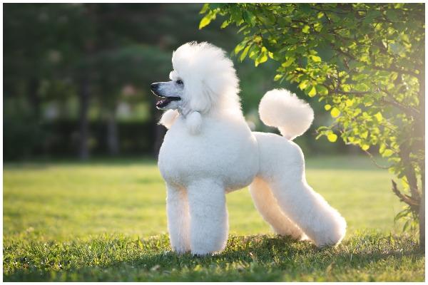 Poodles are a popular choice of dog and are also a very intelligent breed (Photo: Shutterstock)