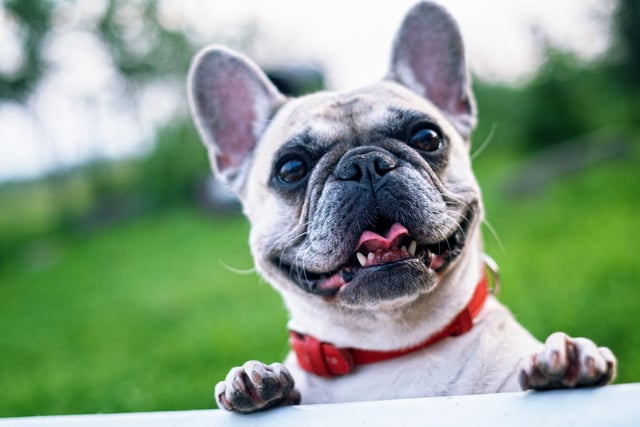 On Sunday at 1am French Bulldog owners are gathering outside Cusworth Hall for an hour long walk.