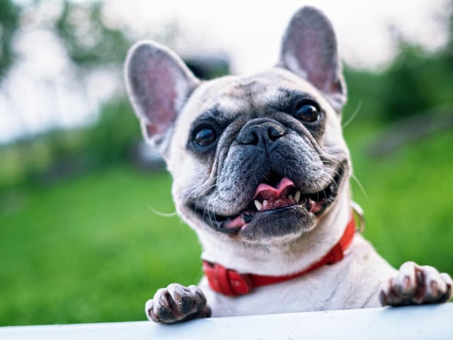 On Sunday at 1am French Bulldog owners are gathering outside Cusworth Hall for an hour long walk.