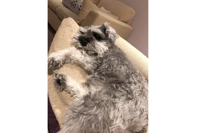 Pepper the Schnauzer has claimed her spot on the sofa during the lockdown.