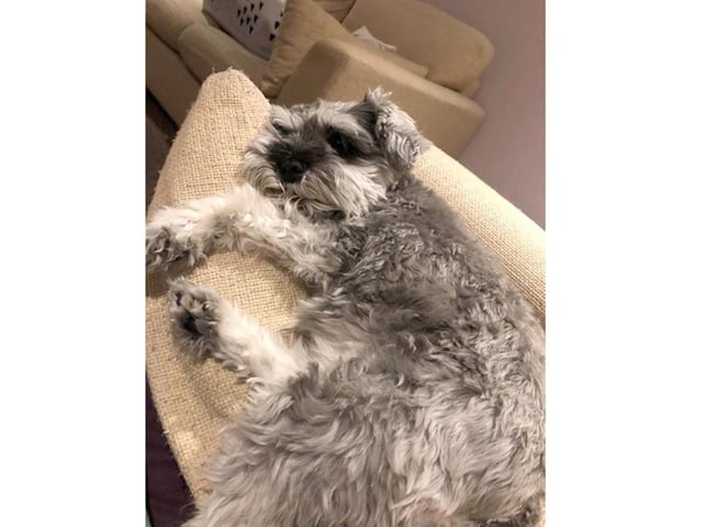Pepper the Schnauzer has claimed her spot on the sofa during the lockdown.