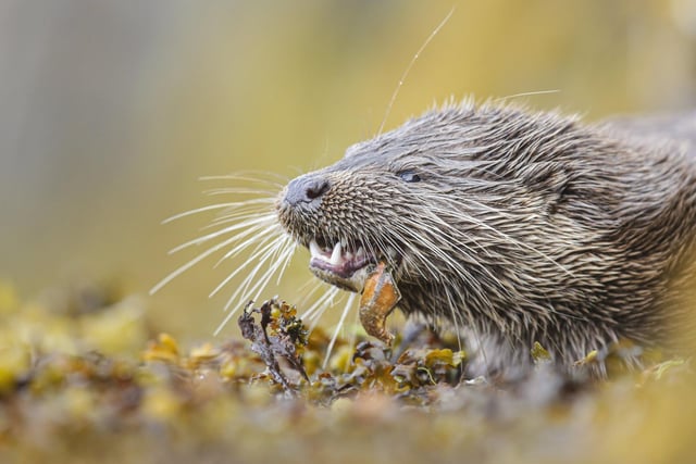 "While staying near Kilmartin in Argyll, I heard about a young otter cub that was visiting the harbour regularly. I went to visit and saw this delightful young cub fishing and bringing crabs back to the shore to eat. I crept close and lay on my stomach to capture this image." David Gibbon, Durham