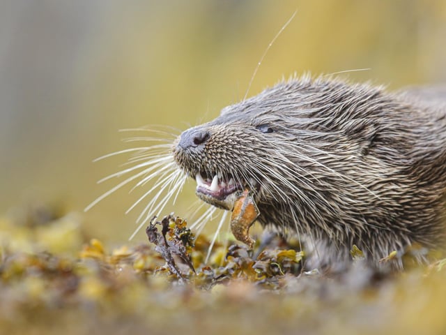 "While staying near Kilmartin in Argyll, I heard about a young otter cub that was visiting the harbour regularly. I went to visit and saw this delightful young cub fishing and bringing crabs back to the shore to eat. I crept close and lay on my stomach to capture this image." David Gibbon, Durham