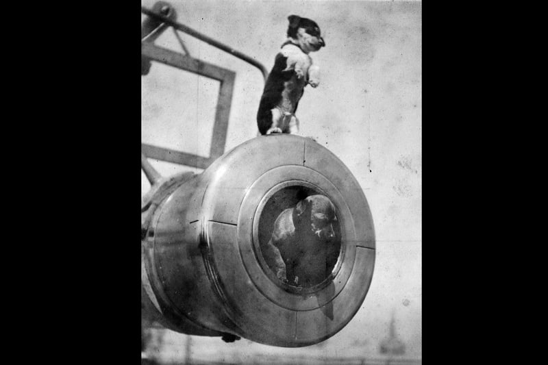 Two of the ships pets standing in and on the muzzle of the 9.4inch guns. HMS Leviathan 1906.
