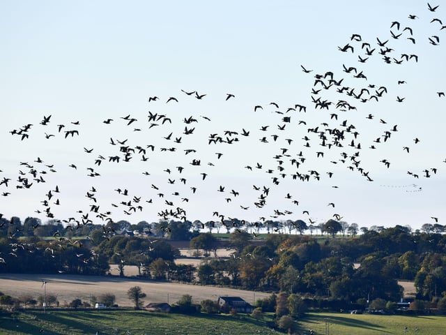 Pink-footed geese gather at Montrose Basin.