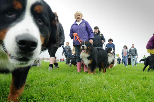 Can you spot anyone you know on the Great North Dog Walk in this year?