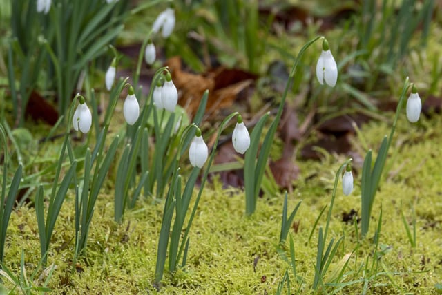 Snowdrops in the moss at Howick Hall Gardens and Arboretum.
