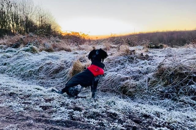Winter walks with fluffy friends. From Samantha Ingamells.
