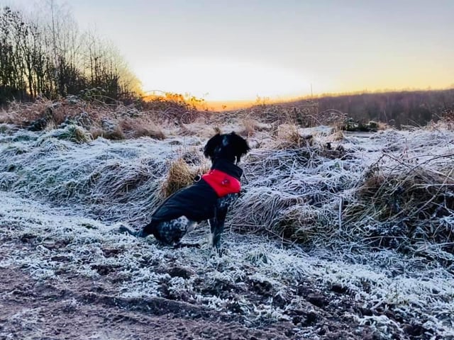 Winter walks with fluffy friends. From Samantha Ingamells.