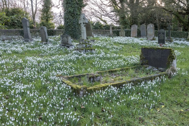 Snowdrops among the gravestones at Howick.