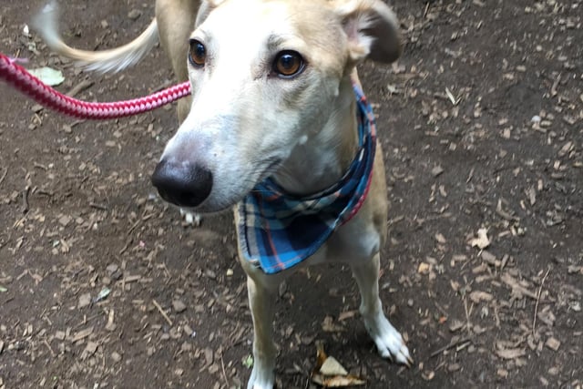 Beau is two years old and is a lurcher crossbreed. He is okay with calm children aged 8+, but cannot live with other dogs or any cats. He is a nervous boy who needs someone to help build his confidence. Available from WDW
