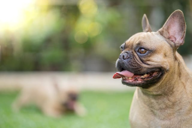 The French Bulldog is a popular breed of dog, with their calm temperaments making them good companions. They also get along well with other dogs and enjoy meeting new doggy friends and humans (Photo: Shutterstock)