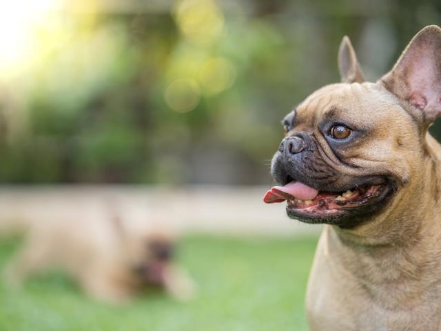 The French Bulldog is a popular breed of dog, with their calm temperaments making them good companions. They also get along well with other dogs and enjoy meeting new doggy friends and humans (Photo: Shutterstock)