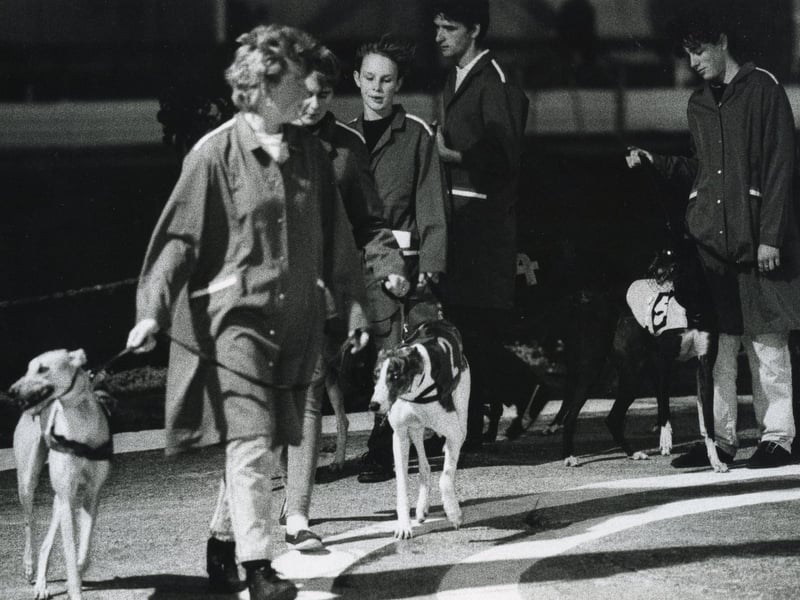 Greyhounds being walked around the stadium in November 1990