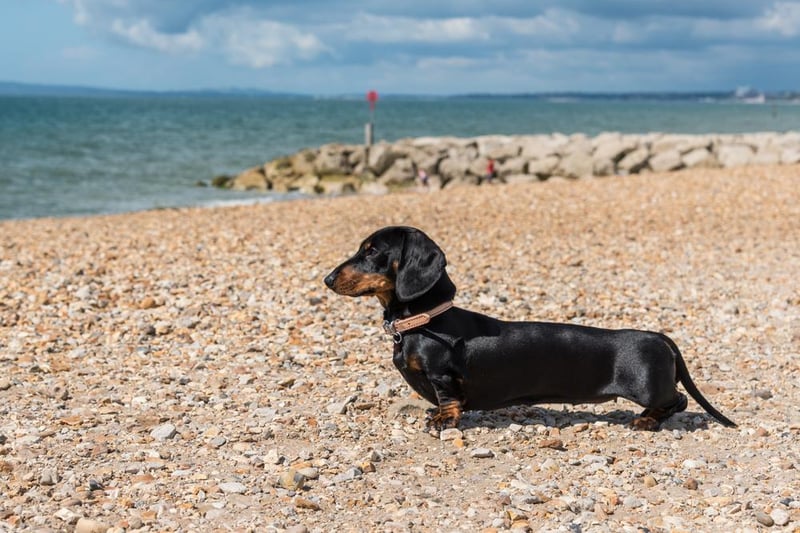 Miniature Smooth Haired Dachshunds were the sixth most popular breed - as they were in four other regions of the UK. Image: Shutterstock