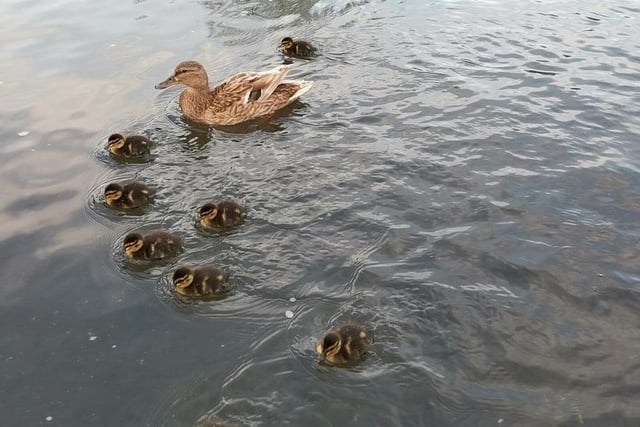 Duck and ducklings at Bakewell by Jennifer Rowlett
