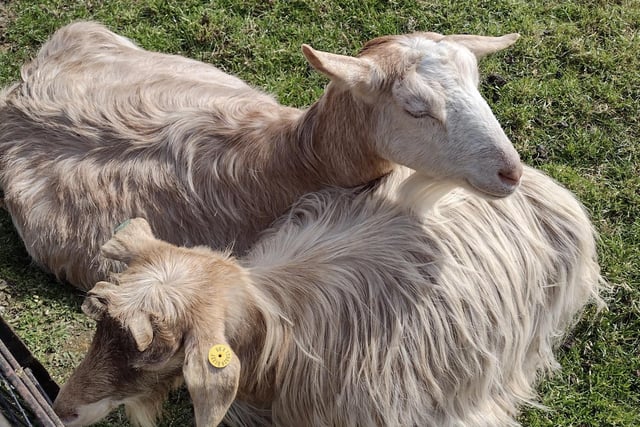 Two goats basking in the sun by Catherine M Langan