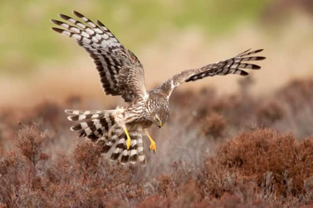 Police and the RSPB are concerned over a rare hen harrier bird near Stocksbridge. PIcture: RSPB