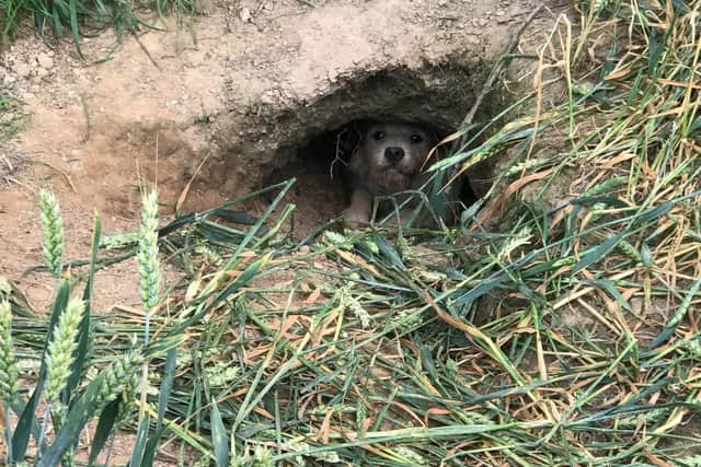A dog was stuck underground for seven hours after disappearing down a badger sett
