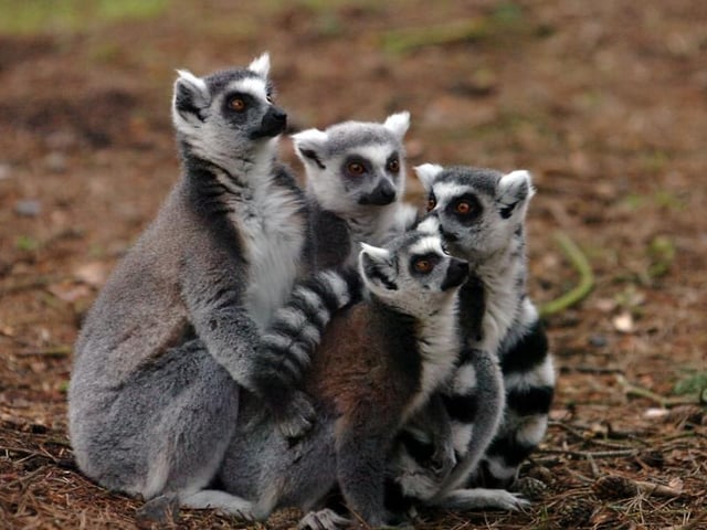You can look forward to visiting the Yorkshire Wildlife Park this weekend. Be sure to book tickets online as it will be busy.