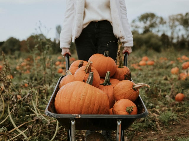 This is a new addition to the pick your own pumpkin sites across Derbyshire. Pumpkins are grown in a neighbour's field adjacent to Adam's Happy Hens and are available for the public to pick on Saturdays and Sundays from 10.30am until 4.30pm.Free entry to field, pumpkin prices start from a few pounds. Dogs welcome but must be kept on leads (photo: Adobe Stock)