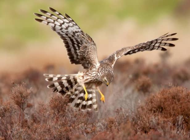 The National Trust says it is working to ensure its shooting tenants are ‘aligned’ with its priorities ‘for nature, climate and people’. PIcture: RSPB