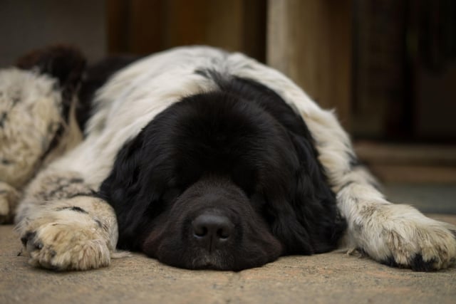 Newfoundlands are as affectionate as they are huge. With a huge fluffy coat and habit of curling up for long naps, this is a dog that makes for a great couch buddy - just make sure your furniture is strong enough to support them.
