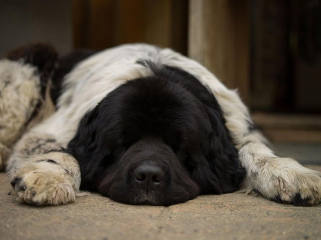 Newfoundlands are as affectionate as they are huge. With a huge fluffy coat and habit of curling up for long naps, this is a dog that makes for a great couch buddy - just make sure your furniture is strong enough to support them.