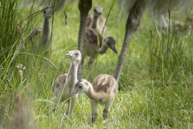 The five new Rhea chicks being cared for by Albert