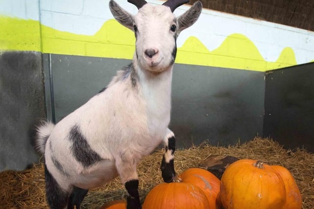 At Adventure Valley in Durham between October 24 and November 1 you can get a free pumpkin with entry for children and they can carve a pumpkin from the patch on site. Entry costs £12.50 for both adults and children.