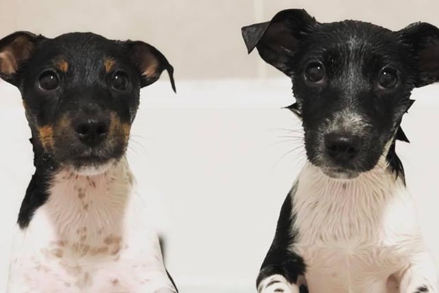 Five-month-old miniature Jack Russell siblings Stella and Dexter.