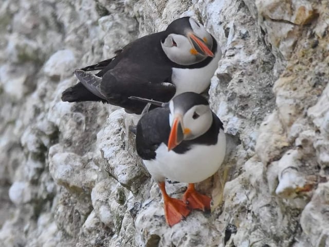 Cute puffins at Bempton Cliffs