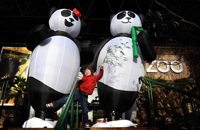 To herald the arrival of two Giant Pandas from China on Sunday 4 December, two giant 14-foot panda inflatables have been placed on view at the entrance to Edinburgh Zoo to greet visitors. Pictured with some bamboo is Owen Gasowski (5), from Dalgety Bay, Fife.