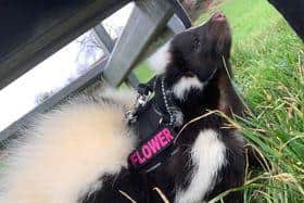 Flower the Skunk, from Leanimals Mobile Zoo, has gone missing in the S12 area of Sheffield