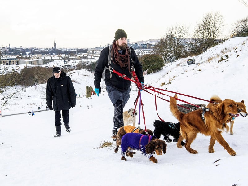 An Edinburgh resident on a walk with the wolfpack.