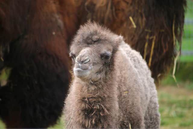 One of the Bactrian baby camels born at Yorkshire Wildlife Park. Photo: Yorkshire Wildlife Park/PA Wire